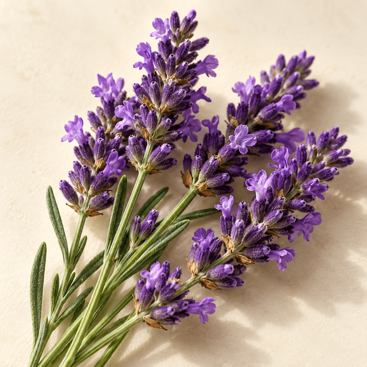 Illustration of lavender extract