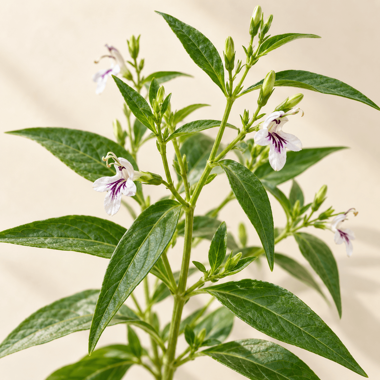 Illustration of andrographis paniculata extract